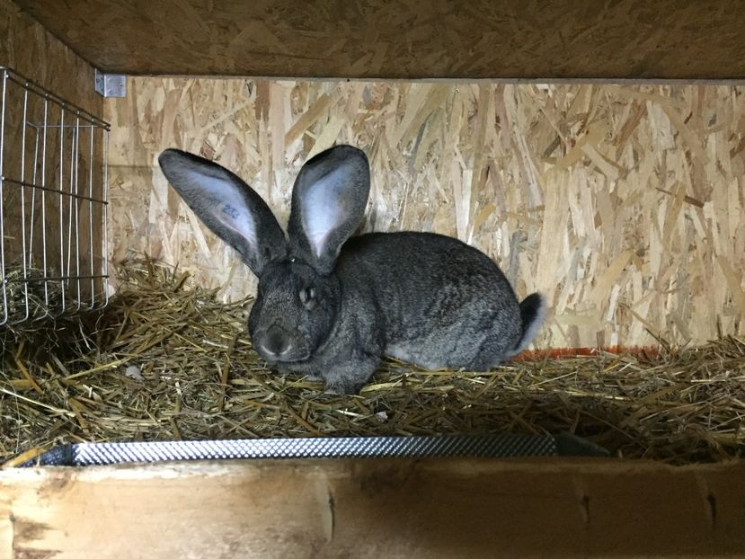 LA 1 AN - 05 O FEMELA ADEVARATA--VIDEO 18 01 2017