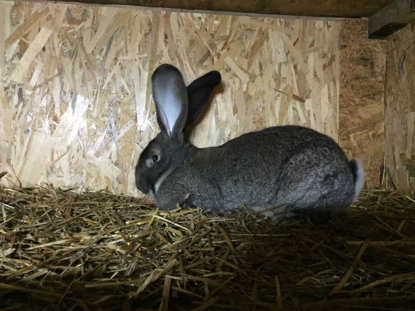  - 05 O FEMELA ADEVARATA--VIDEO 18 01 2017