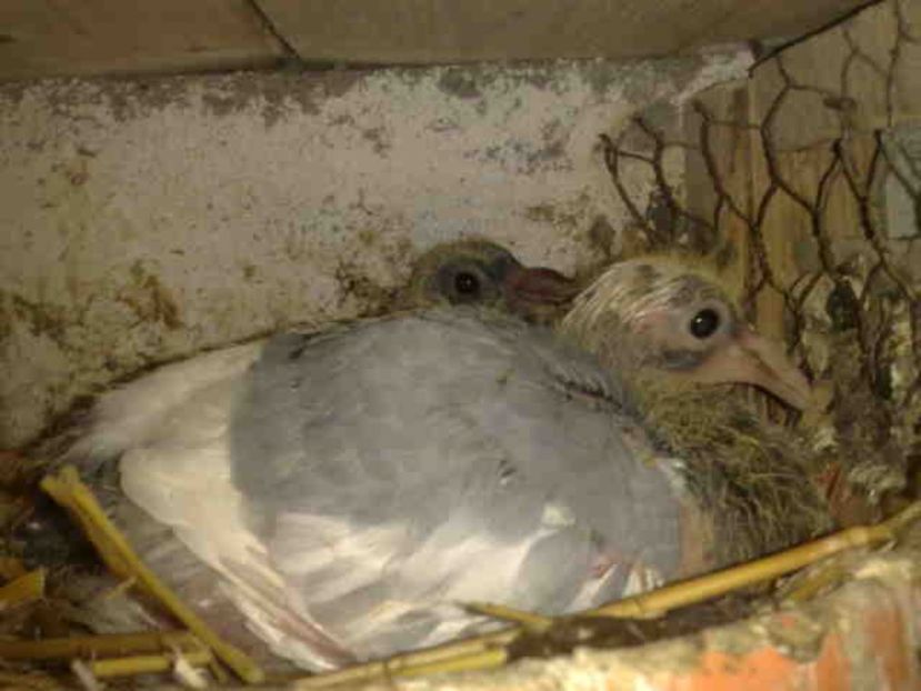  - Pui 2017-2018 -2019-2020 -2021-matca-doici-vind aproape tot lotul