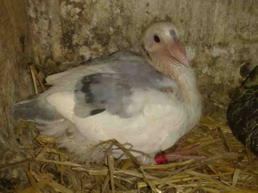  - Pui 2017-2018 -2019-2020 -2021-matca-doici-vind aproape tot lotul