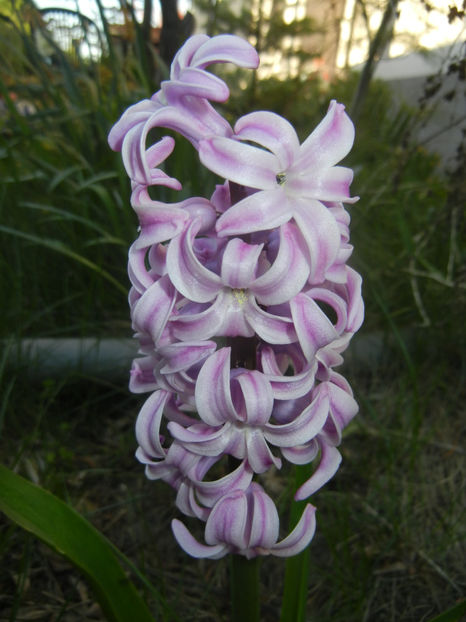 Hyacinth Splendid Cornelia (2017, Apr.02) - Hyacinth Splendid Cornelia