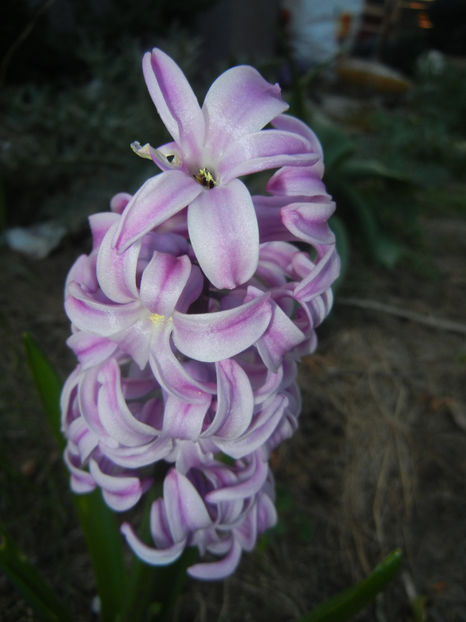 Hyacinth Splendid Cornelia (2017, Apr.02) - Hyacinth Splendid Cornelia