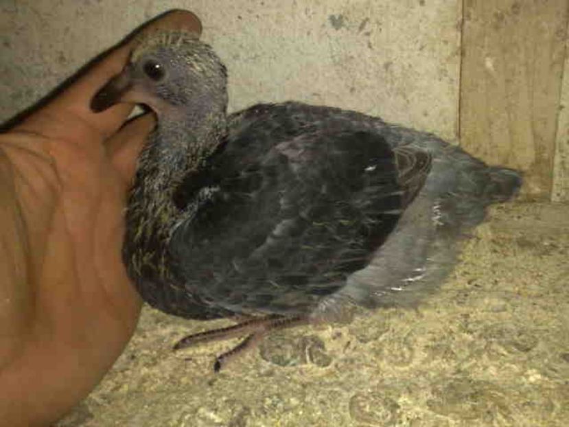  - Pui 2017-2018 -2019-2020 -2021-matca-doici-vind aproape tot lotul