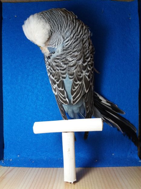  - aprilie standard pui 2 luni