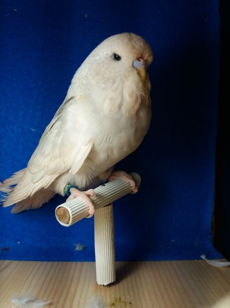  - aprilie standard pui 2 luni