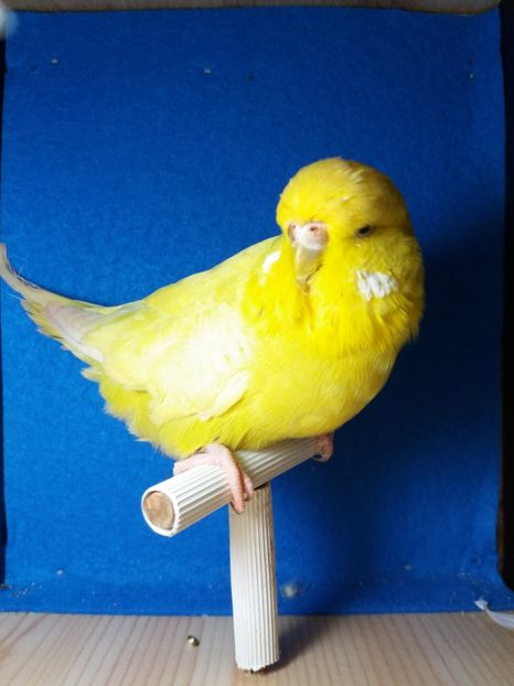  - aprilie standard pui 2 luni