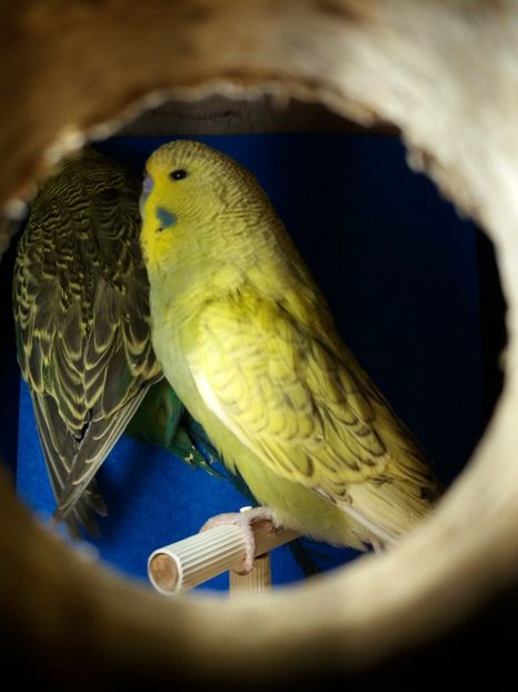  - aprilie standard pui 2 luni