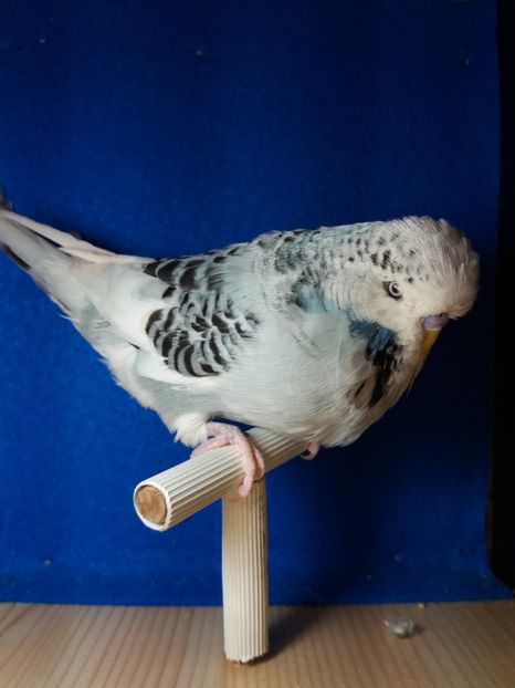  - aprilie standard pui 2 luni