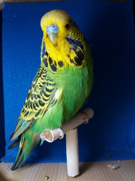  - aprilie standard pui 2 luni