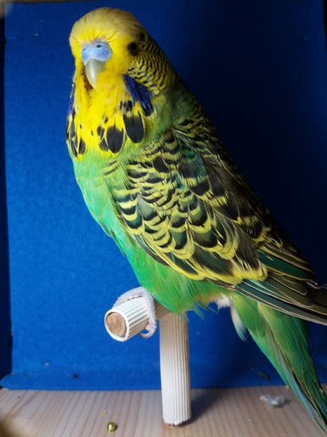  - aprilie standard pui 2 luni