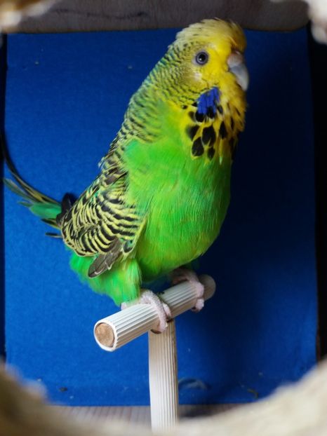  - aprilie standard pui 2 luni