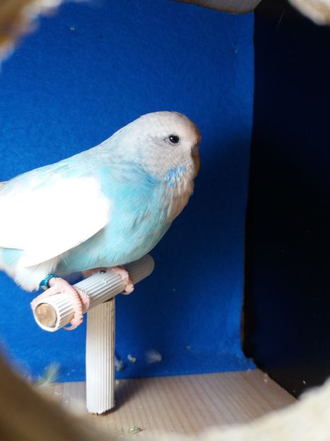  - aprilie standard pui 2 luni