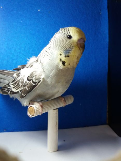  - aprilie standard pui 2 luni