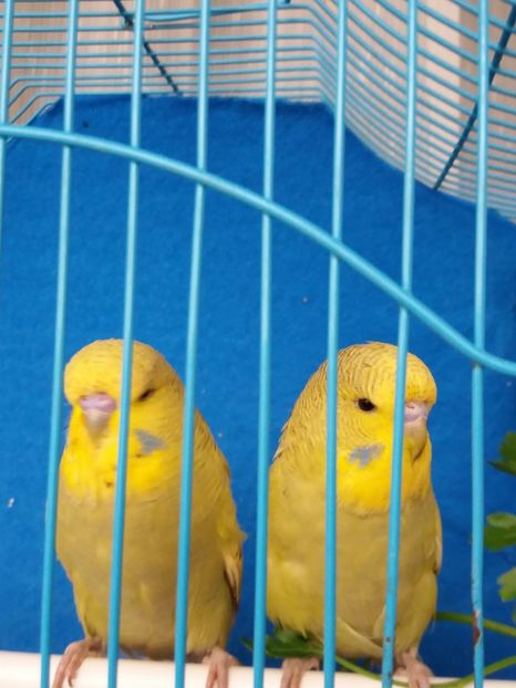  - aprilie standard pui 2 luni