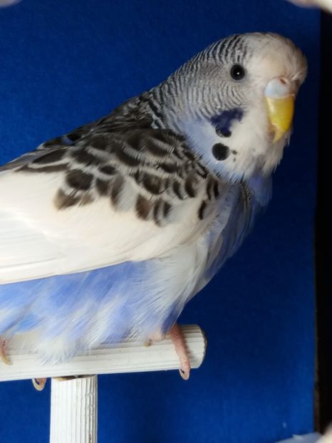  - aprilie standard pui 2 luni