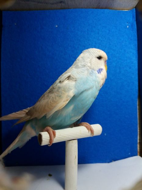  - aprilie standard pui 2 luni