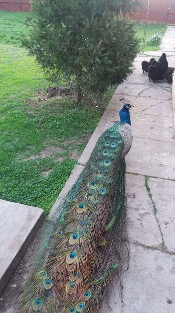  - Pauni