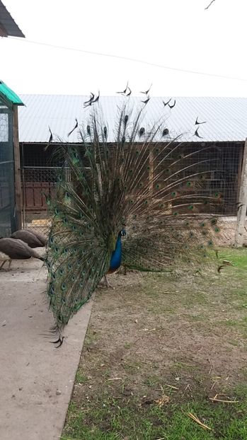  - Pauni