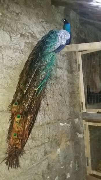  - Pauni
