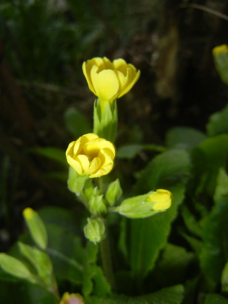 Primula polyanthus Yellow (2017, Apr.04) - Primula polyanthus Yellow