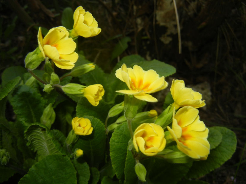 Primula polyanthus Yellow (2017, Apr.04) - Primula polyanthus Yellow