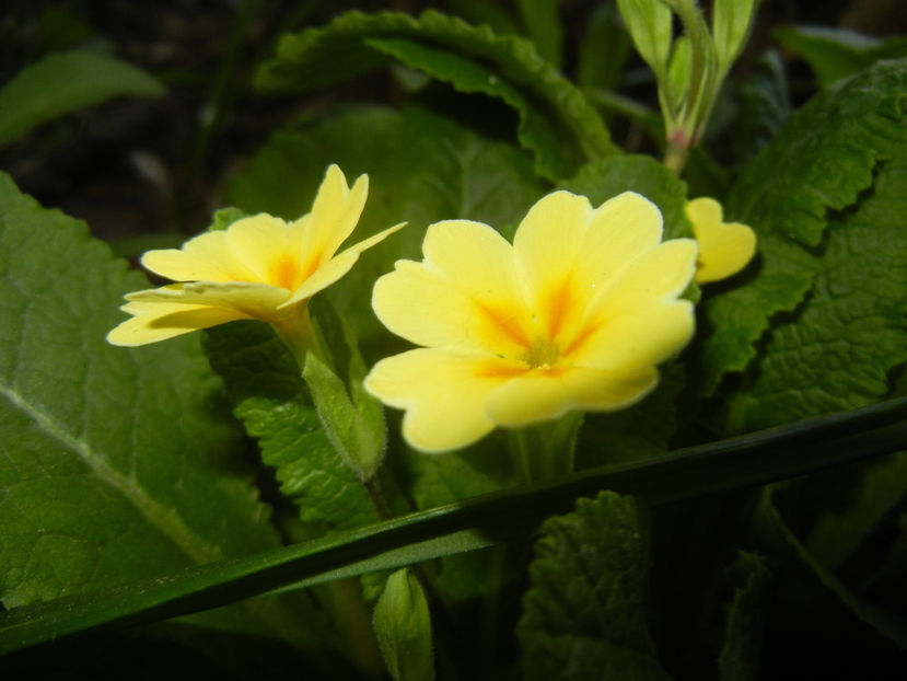 Primula polyanthus Yellow (2017, Apr.04) - Primula polyanthus Yellow