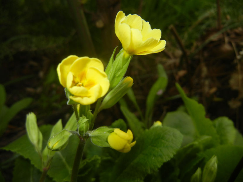 0405 Primula polyanthus Yellow (2017, Apr.05)03 - Primula polyanthus Yellow