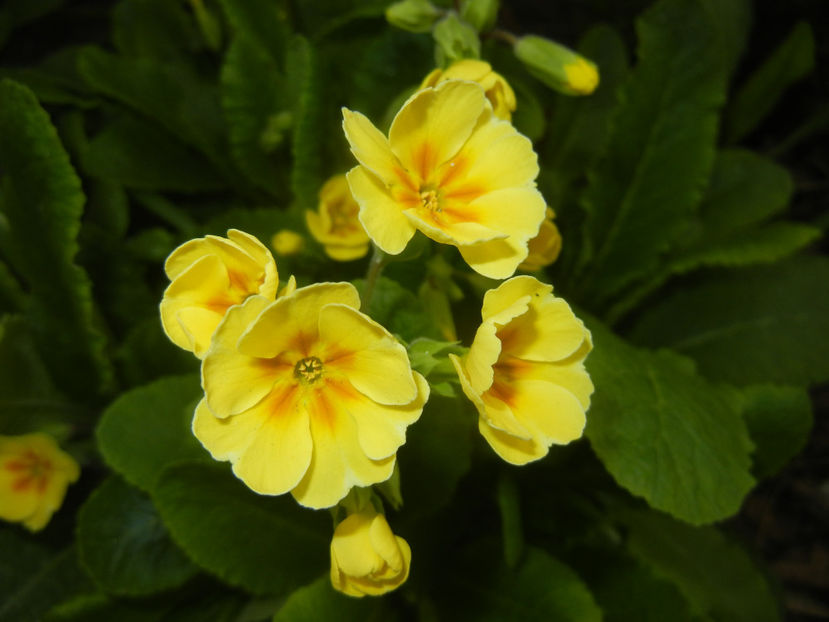 Primula polyanthus Yellow (2017, Apr.05) - Primula polyanthus Yellow