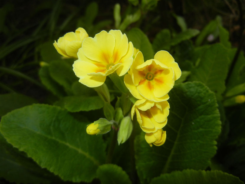 Primula polyanthus Yellow (2017, Apr.05) - Primula polyanthus Yellow