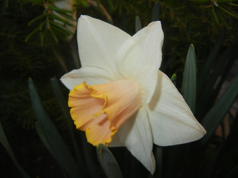 Narcissus Salome (2017, April 02) - Narcissus Salome