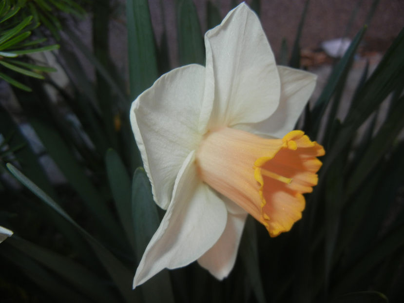 Narcissus Salome (2017, April 03) - Narcissus Salome