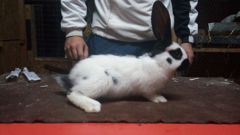  - Mascul 3-2 Ro20-2747