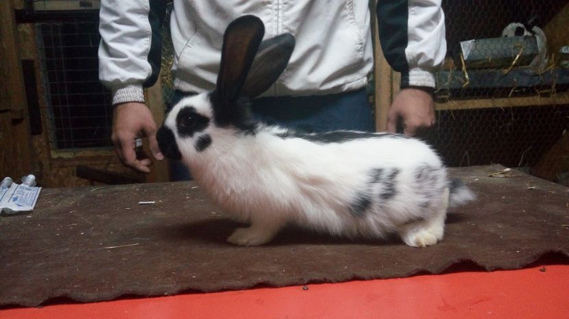  - Femela14- Ro20-2762