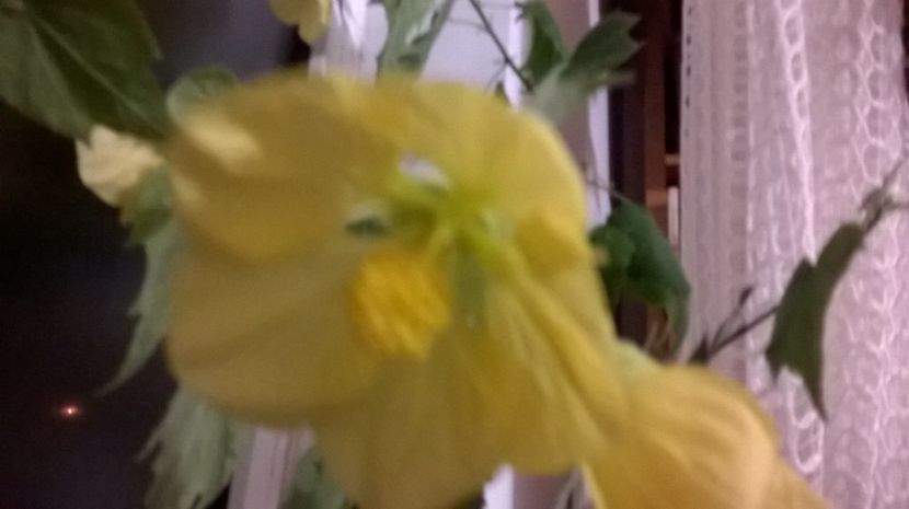  - Abutilon 2016-2017 -2018-2019