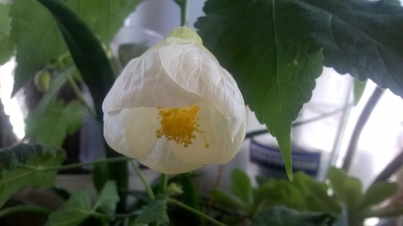  - Abutilon 2016-2017 -2018-2019