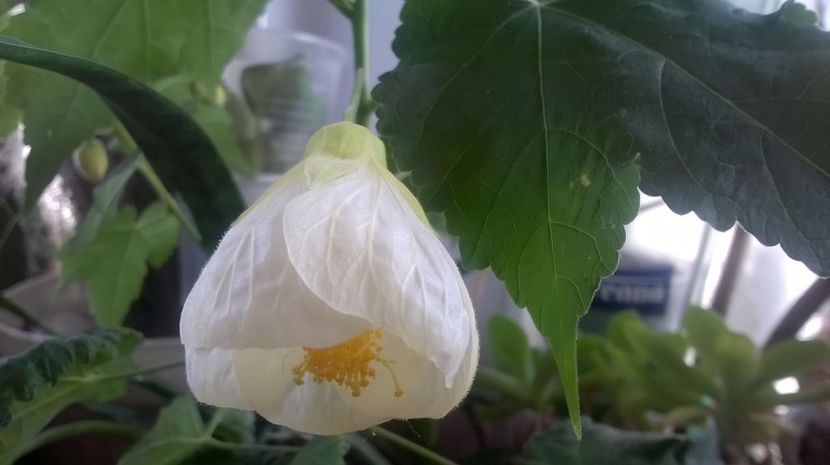  - Abutilon 2016-2017 -2018-2019