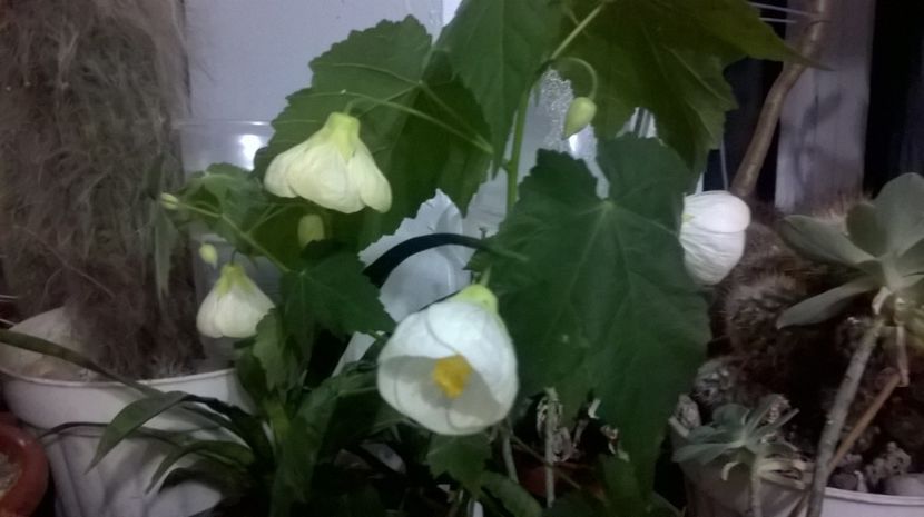  - Abutilon 2016-2017 -2018-2019