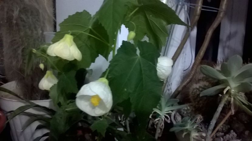  - Abutilon 2016-2017 -2018-2019