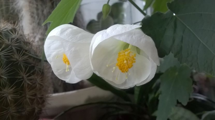  - Abutilon 2016-2017 -2018-2019