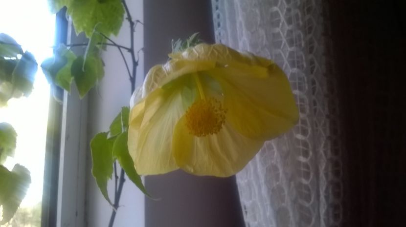  - Abutilon 2016-2017 -2018-2019