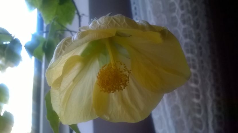  - Abutilon 2016-2017 -2018-2019