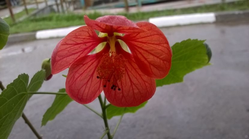  - Abutilon 2016-2017 -2018-2019
