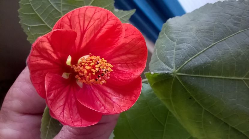  - Abutilon 2016-2017 -2018-2019