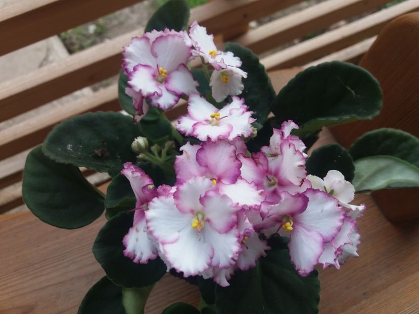  - frunze violete 3 lei