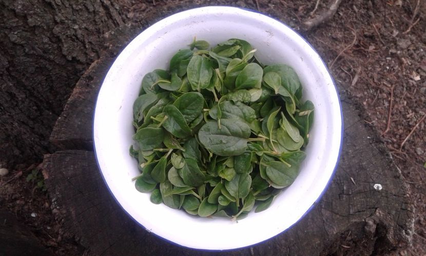 PRIMUL SPANAC - AU INFLORIT PRUNII SI AM FACUT SOLARUL