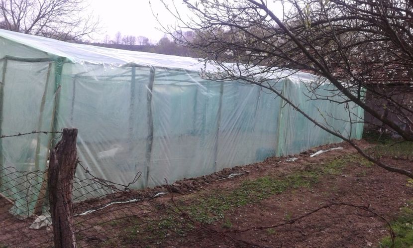 PRIMUL SOLAR - AU INFLORIT PRUNII SI AM FACUT SOLARUL