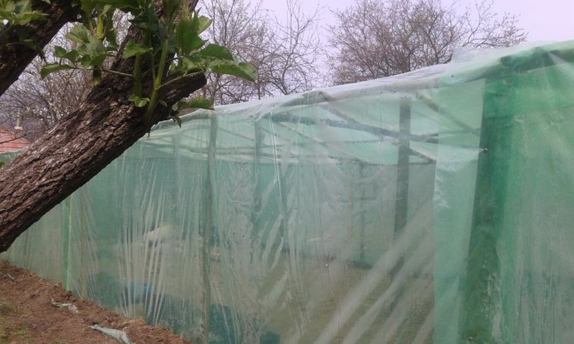 LANGA SOC - AU INFLORIT PRUNII SI AM FACUT SOLARUL