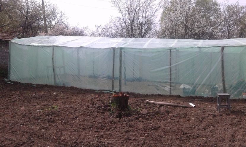 CE A MAI RAMAS DIN CORCODUSUL BUNICILOR - AU INFLORIT PRUNII SI AM FACUT SOLARUL