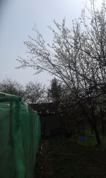 PRUNII IN FLOARE - AU INFLORIT PRUNII SI AM FACUT SOLARUL