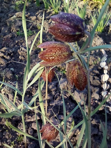  - Cel mai frumosi pui